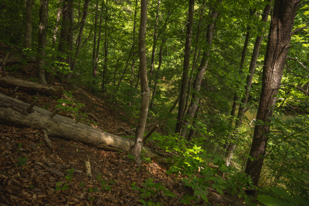 Offering #4 - Waterfront Building Site on Claytor Lake - image 14