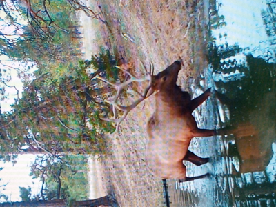 Scenic Montana Ranch with Elk, Deer & Trout Fishing - image 24