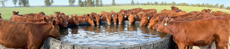 Scenic Montana Ranch with Elk, Deer & Trout Fishing - image 10
