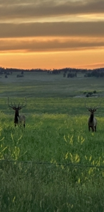 Scenic Montana Ranch with Elk, Deer & Trout Fishing - image 6