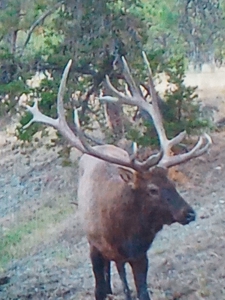 Scenic Montana Ranch with Elk, Deer & Trout Fishing - image 19