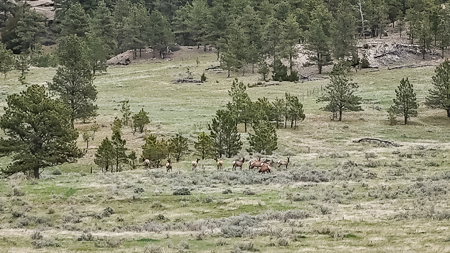 Scenic Montana Ranch with Elk, Deer & Trout Fishing - image 15