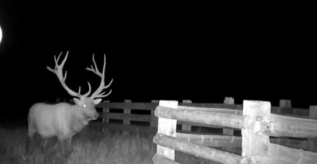 Scenic Montana Ranch with Elk, Deer & Trout Fishing - image 7