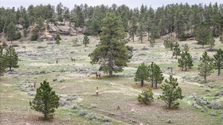 Scenic Montana Ranch with Elk, Deer & Trout Fishing - image 14