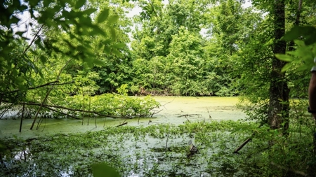 Hunting Land for Sale Morehouse Parish, LA - image 25