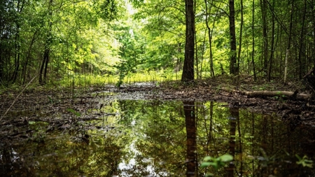 Hunting Land for Sale Morehouse Parish, LA - image 24