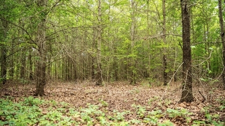 Hunting Land for Sale Morehouse Parish, LA - image 22