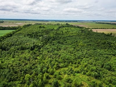 Hunting Land for Sale Morehouse Parish, LA - image 10