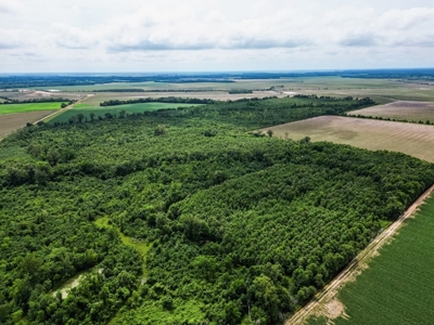 Hunting Land for Sale Morehouse Parish, LA - image 17