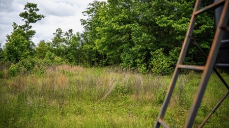 Hunting Land for Sale Morehouse Parish, LA - image 36