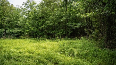 Hunting Land for Sale Morehouse Parish, LA - image 32