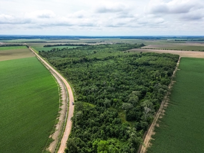Hunting Land for Sale Morehouse Parish, LA - image 2