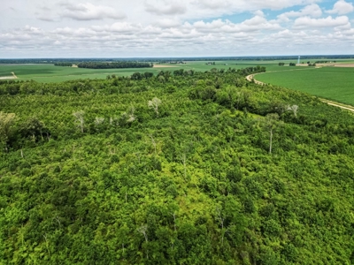 Hunting Land for Sale Morehouse Parish, LA - image 11