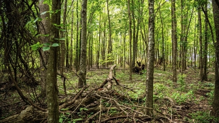 Hunting Land for Sale Morehouse Parish, LA - image 27