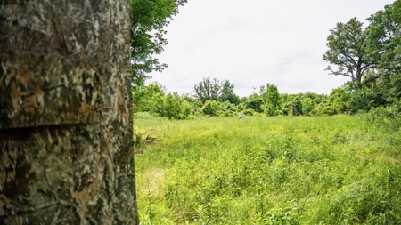 Hunting Land for Sale Morehouse Parish, LA - image 19