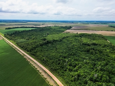 Hunting Land for Sale Morehouse Parish, LA - image 18