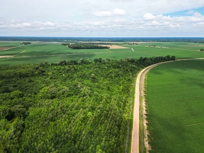 Hunting Land for Sale Morehouse Parish, LA - image 7