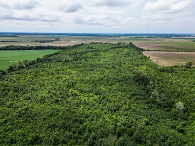 Hunting Land for Sale Morehouse Parish, LA - image 6