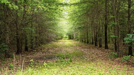 Hunting Land for Sale Morehouse Parish, LA - image 1