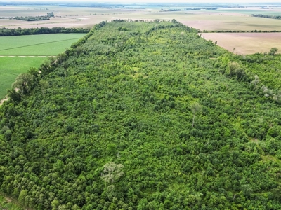Hunting Land for Sale Morehouse Parish, LA - image 9