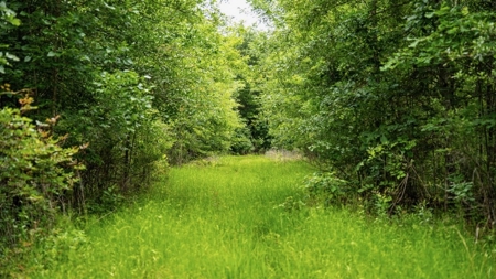 Hunting Land for Sale Morehouse Parish, LA - image 34