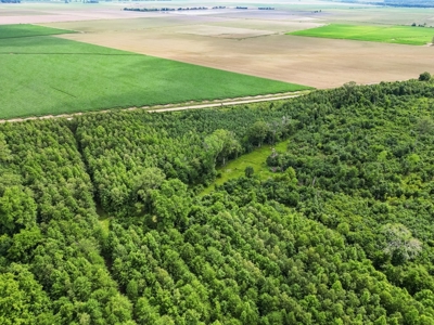 Hunting Land for Sale Morehouse Parish, LA - image 4