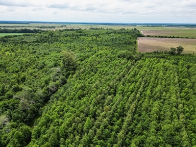 Hunting Land for Sale Morehouse Parish, LA - image 13