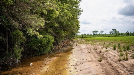 Hunting Land for Sale Morehouse Parish, LA - image 30