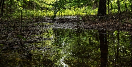 Hunting Land for Sale Morehouse Parish, LA - image 23