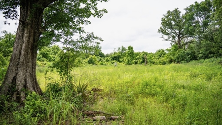 Hunting Land for Sale Morehouse Parish, LA - image 20
