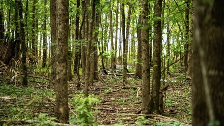 Hunting Land for Sale Morehouse Parish, LA - image 28