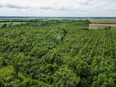 Hunting Land for Sale Morehouse Parish, LA - image 15