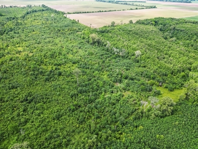 Hunting Land for Sale Morehouse Parish, LA - image 8