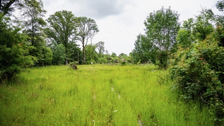 Hunting Land for Sale Morehouse Parish, LA - image 39