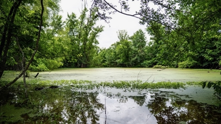 Hunting Land for Sale Morehouse Parish, LA - image 26