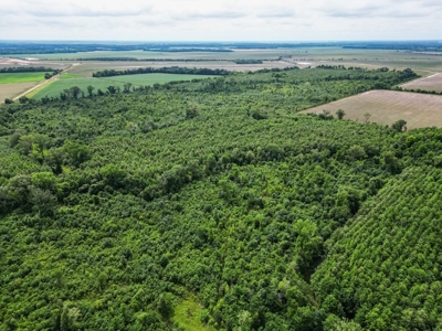 Hunting Land for Sale Morehouse Parish, LA - image 3