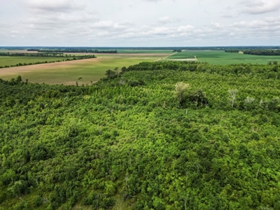 Hunting Land for Sale Morehouse Parish, LA - image 12