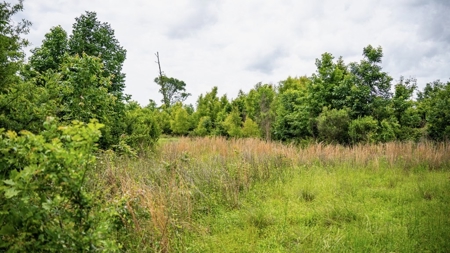Hunting Land for Sale Morehouse Parish, LA - image 35