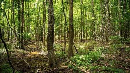 Hunting Land for Sale Morehouse Parish, LA - image 29