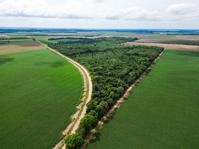 Hunting Land for Sale Morehouse Parish, LA - image 16