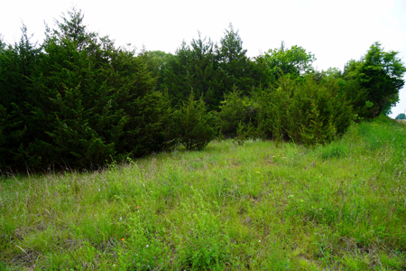 Private Wooded Property Sparks, OK Land For Sale - image 6