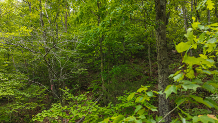 Freedom at the Foothills:  Unrestricted East TN- Owner Financing - image 22