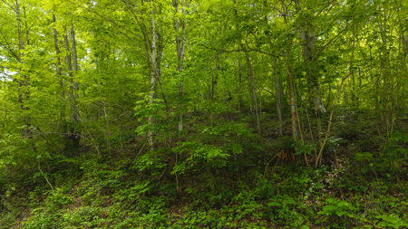 Freedom at the Foothills:  Unrestricted East TN- Owner Financing - image 6