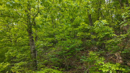 Freedom at the Foothills:  Unrestricted East TN- Owner Financing - image 9