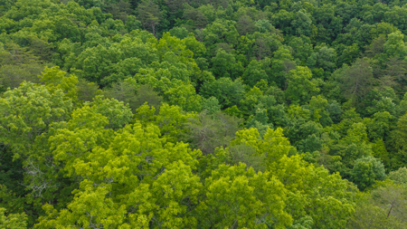 Freedom at the Foothills:  Unrestricted East TN- Owner Financing - image 15