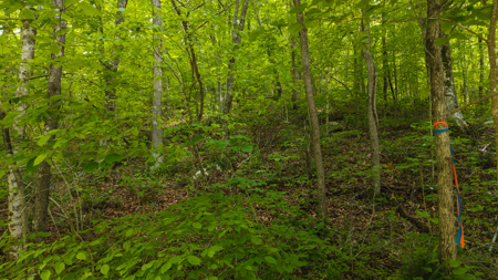 Freedom at the Foothills:  Unrestricted East TN- Owner Financing - image 5