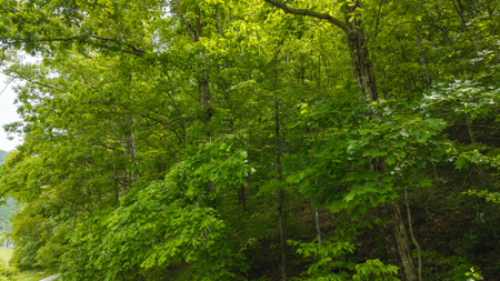 Freedom at the Foothills:  Unrestricted East TN- Owner Financing - image 18