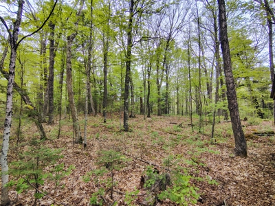 Land with Cabin for Sale in Marengo, Wisconsin - image 24