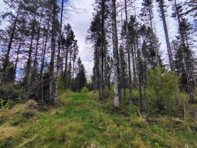 Acreage for Sale in Butternut, Wisconsin - image 6