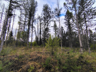 Acreage for Sale in Butternut, Wisconsin - image 7